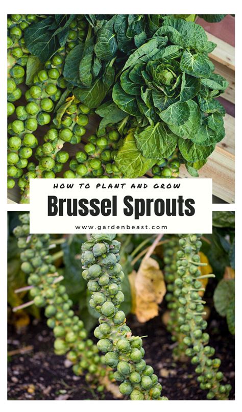 How To Plant And Grow Brussel Sprouts Complete Guide Brussel Sprout