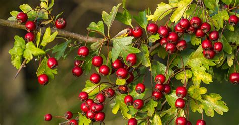 It has white flowers that look like roses and is considered one of the most beautiful of all the shrubs that. 9 Impressive Health Benefits of Hawthorn Berry