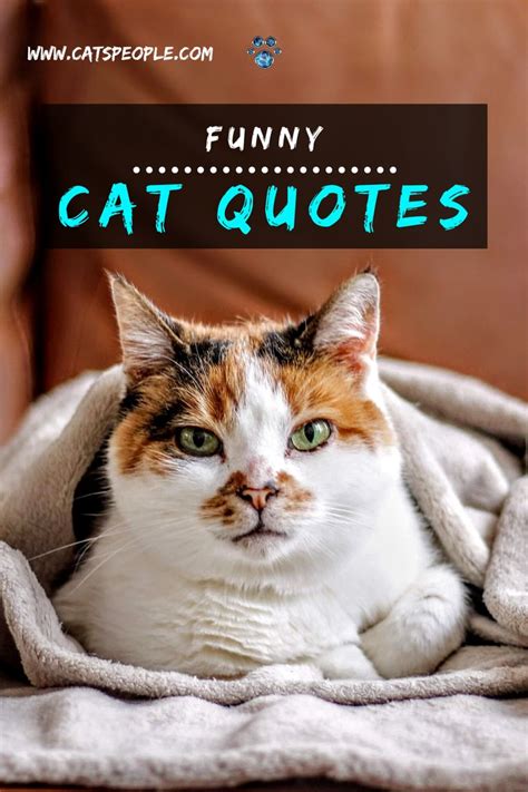 Funny Cat Quotes For Cat Lovers And Cat Owners Cat Quotes Funny Cat