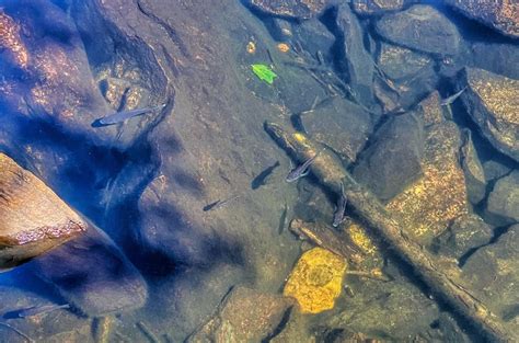 Sunfish Pond A Brief History Take A Hike
