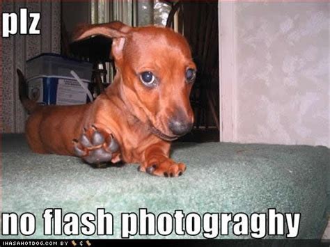 Funny Dogs With Captions Dog Pictures Funny Captions