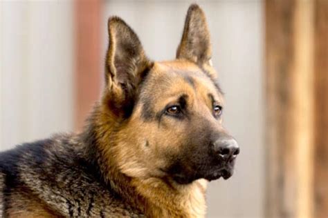 What Do German Shepherds Eat These 34 Things To Enrich Their Diet