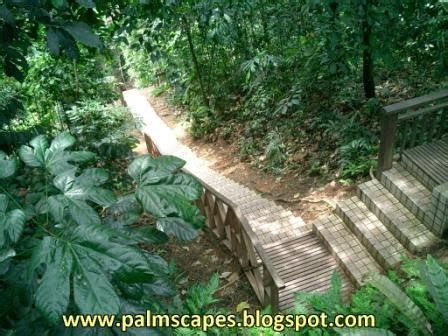 The bridge towers above the reserve offers stunning. PalmScapes: The Bukit Nanas Forest Reserve