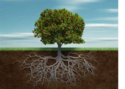 What It Means To Be Rooted In Christ And How To Establish Roots In Jesus