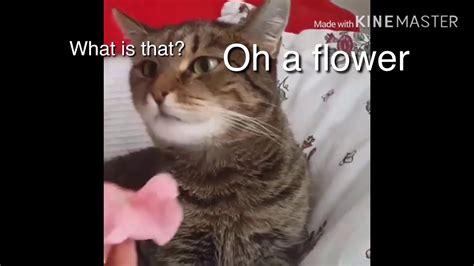 Cat With Flower Meme Cat Meme Stock Pictures And Photos