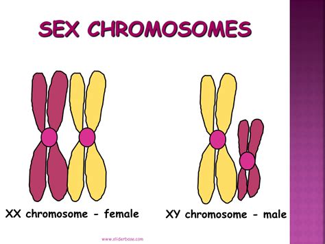 Maternal Chromosomes Hot Sex Picture