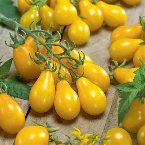 Tomato Yellow Pear St Clare Heirloom Seeds Heirloom And Open