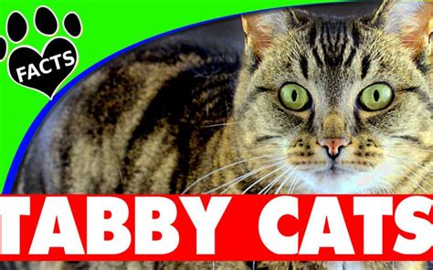 Cats 101 Tabby Cats 10 Interesting Facts About Tabby Cats Animal