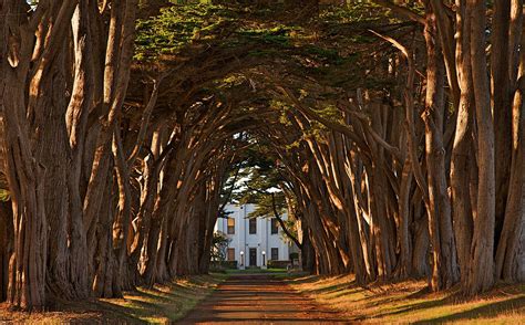 Point Reyes National Seashore California Tree Tunnel Magical Tree