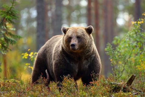 No Show Committee Hearing On Anti Hunting Grizzly Bear Bill A Real