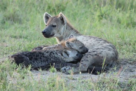 Spotted Hyena Mom Nursing Her Cubs In The African Savannah Stock Image