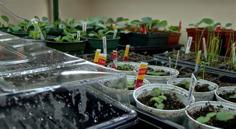 Starting garden plants from seeds indoors can be an enjoyable project for any gardener. Less Noise, More Green: Germinating seeds indoors: some ...