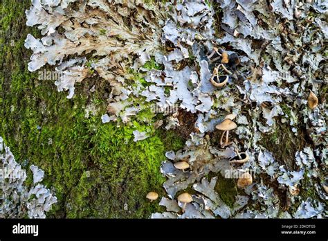 Lichen Lichens Tree Trunk Hi Res Stock Photography And Images Alamy
