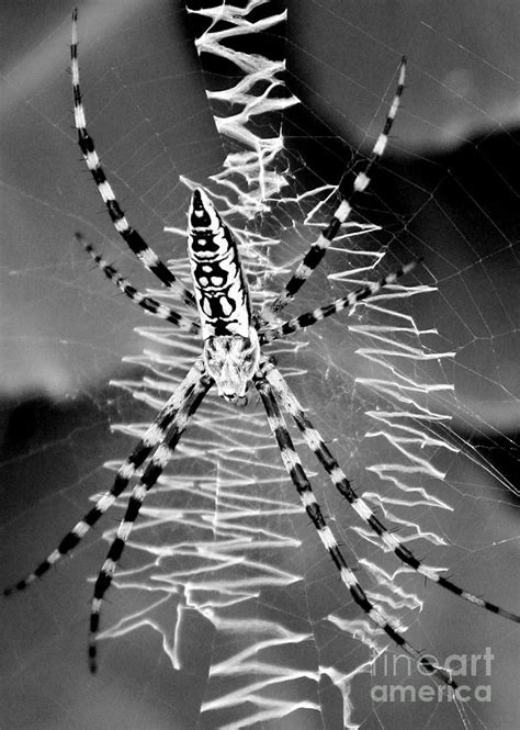 Zipper Spider Black And White Photograph By Carol Groenen