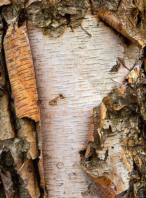 Tree Bark Detail Photograph By Floyd Hopper Fine Art America