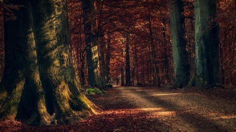 Autumn Forest Path Wallpaper Backiee