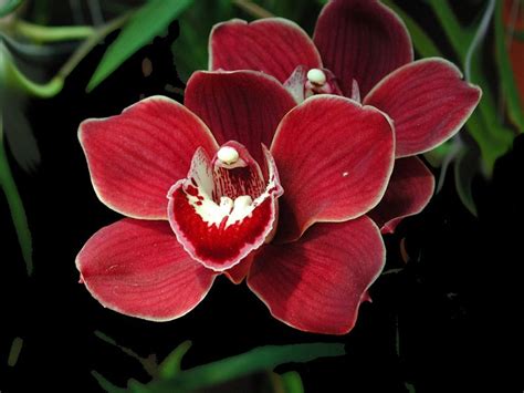Orchid Of The Everglades Orchids Red Orchids Rare Orchids