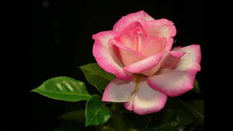 Love good morning romantic rose images pics. Beautiful and Romantic Rose Flowers Pictures - YouTube