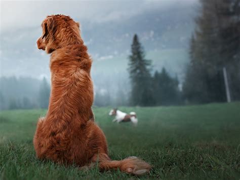 Wie die kastration eines rüden hat die sterilisation deiner hündin mehrere vorteile. Deinen Hund kastrieren: wann und warum? | Yarrah.de