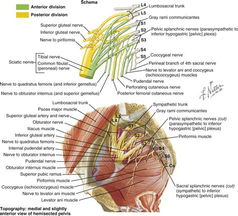 Applied Anatomy Of The Sacral Spine Neupsy Key