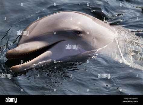Bottlenose Dolphin Or Tursiops Truncatus Swimming Diving And Playing