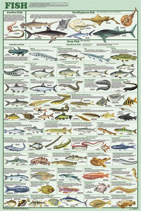 Looking for shark identification chart types of sharks shark sea? FISH SPECIES POSTER (61x91cm) EDUCATIONAL CHART PICTURE ...