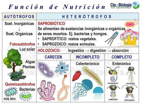 Biología Didáctica Ingeniería Bio 6 Formas De Nutrición Y Respiración
