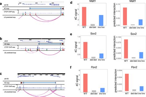 Loop Extrusion Model Predicts The Effect Of Targeted Ctcf Disruption