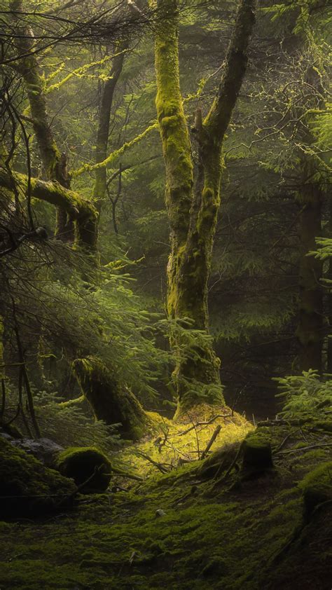 Forest Fog Trees Branches Moss 4k Hd Wallpapers Hd Wallpapers Id 32350