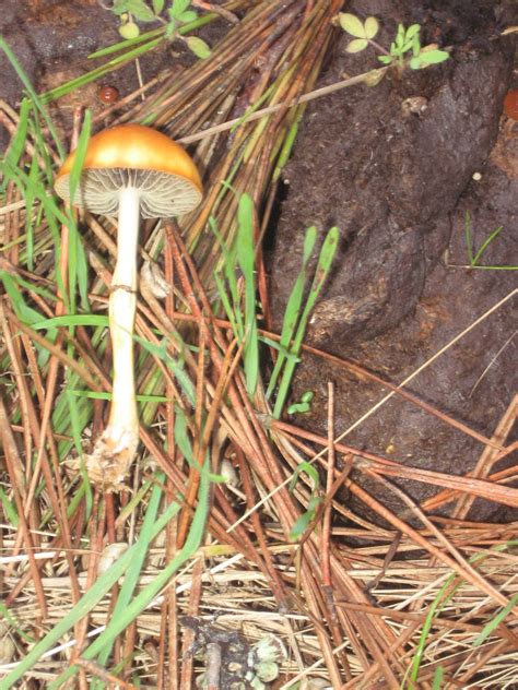 Stropharia Semiglobata Mushroom Hunting And Identification