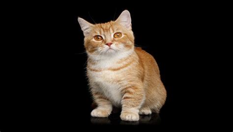Kucing Munchkin Harga Karakteristik Dan Perawatan Kucingmania