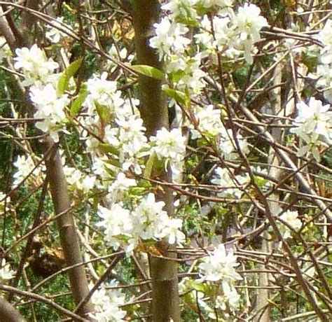 So, apart from producing flowers in spring and summer, these small shrubs stay green all year long. Georgia Backyard Nature: Flowering Shrubs