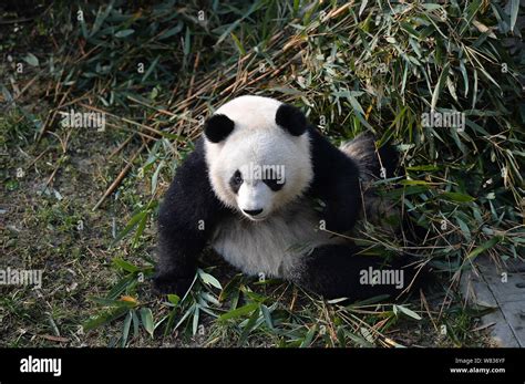 One Of The Giant Panda Twins Mei Lun And Mei Huan Eats Bamboo During