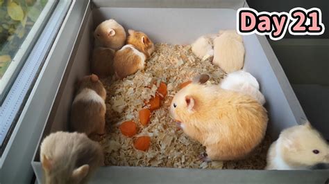 Hamster Babies Playing Together Day 21 Youtube
