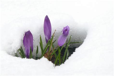 Wisconsin Spring Means Crocuses In Snow Wisconsin Life
