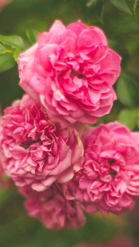 Rose Pink Flower Bush Iphone 6 Plus Wallpaper Phone Wallpaper