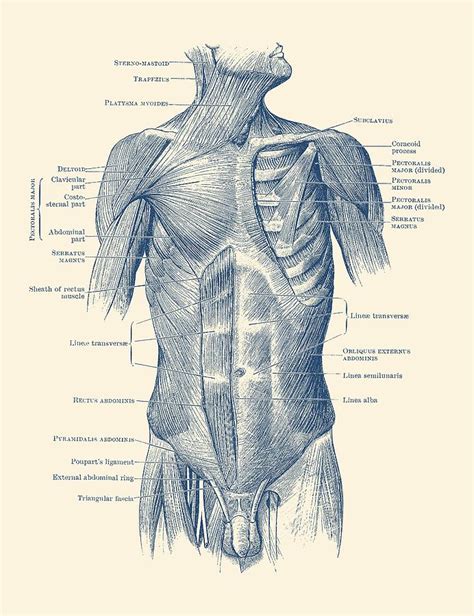 Male Upper Body Muscular System Vintage Anatomy Drawing By Vintage