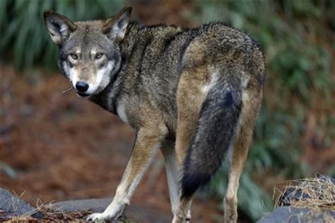 Wild Red Wolf Population Could Go Extinct In North Carolina Government