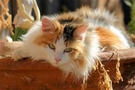 Calico persian kittens (past kittens) pictured on this page are some of our past calico persian kittens. Popular Cat Breeds and Interesting Facts | HubPages
