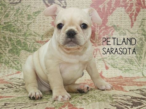 When this video was taken we thought tristan was also a solid cream but he turned. French Bulldog-DOG-Male-CREAM-2204192-Petland Sarasota