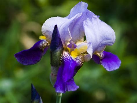 How To Grow Bearded Irises Southern Living