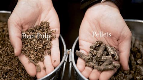 Beet Pulp Pellets For Horse And Cattle Feeding