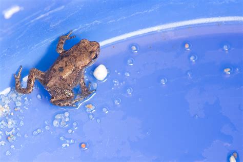 Diese kröten ernähren sich hauptsächlich von ameisen, schnaken, fliegen, asseln und schnecken. Kleiner Frosch oder kleine Kröte im Garten - Forum Froschnetz
