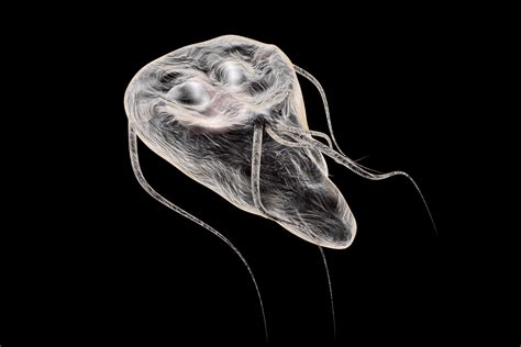 Precise Gene Models Using Long Read Sequencing Reveal A Unique Poly A Signal In Giardia Lamblia