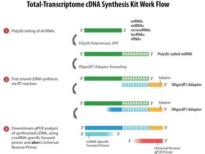 Complementary dna (cdna) is synthesized in a reverse transcription reaction by the enzyme our reverse transcriptase and cdna synthesis premixes provide you with the necessary tools for cdna. cDNA Synthesis Kits | Biocompare.com