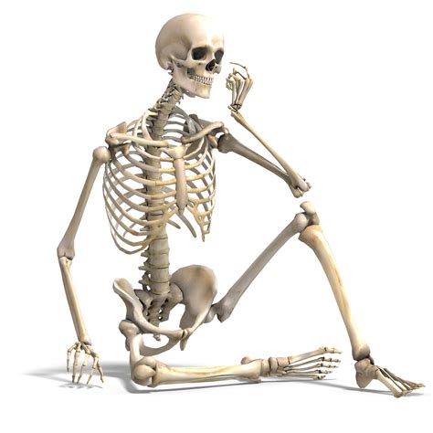 An Introduction To The Skeletal System Bones And Cartilages Interactive Biology With Leslie