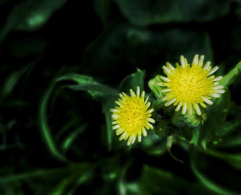 Yellow Little Flower Pixahive