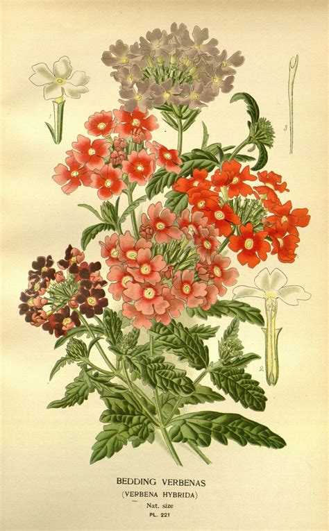 N213 W1150 Antique Botanical Print Flower Drawing Vintage Botanical