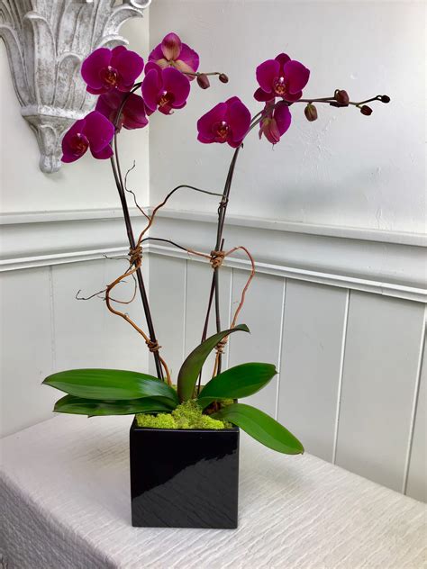 Phalaenopsis Orchid — Double Stem In Seattle Wa Lavassar Florists