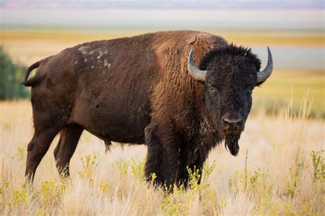 Bison Vs Buffalo Learn The Difference Buffalo Billfold Company